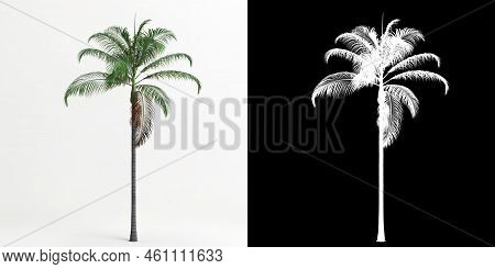 3d Illustration Of Archontophoenix Cunninghamiana Tree Isolated On White And Its Mask