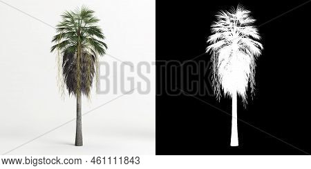 3d Illustration Of Brahea Armata Tree Isolated On White And Its Mask