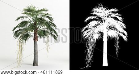 3d Illustration Of Brahea Armata Tree Isolated On White And Its Mask