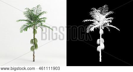 3d Illustration Of Caryota Mitis Tree Isolated On White And Its Mask