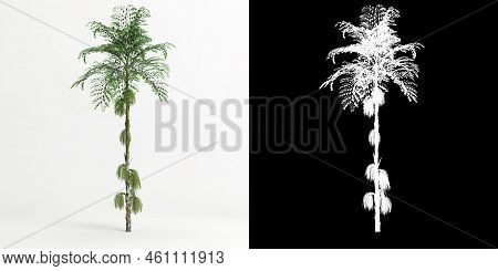 3d Illustration Of Caryota Mitis Tree Isolated On White And Its Mask