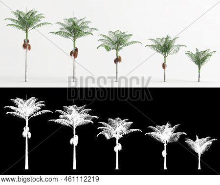3d Illustration Of Set Archontophoenix Alexandrae Tree Isolated On White And Its Mask