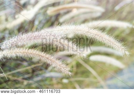 Different Ornamental Grasses In The Garden. Nature