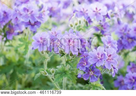 Geraniums Flowering In An English Summer Garden With Honey Bee's Collecting Pollen