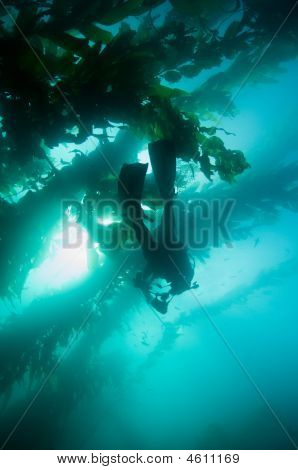 Fotografo subacqueo Scuba