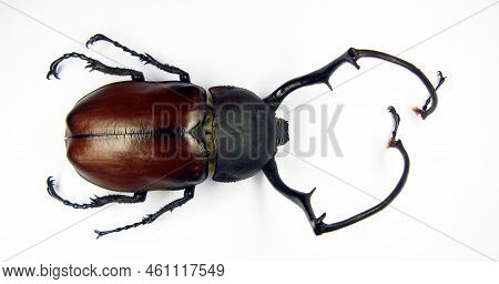 Beetle Isolated On White, Unusual Tropical Beetle Boxer With Long Legs Close Up. Euchirus Longimanus