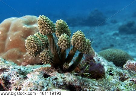 Oxycorynia Fascicularis Also Known As Stalked Green Ascidian Boracay Island Philippines
