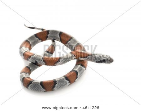 Grigio fasciato serpente