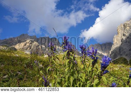 Gentiana Asclepiadea Flowers In The Dolomites. Italy.