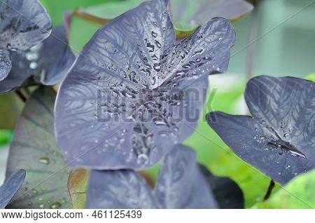 Colocasia Black Ripple , Colocasia Or Black Colocasia Plant And Colocasia Esculenta Or Colocasia Bla