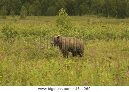 Medvěd hnědý (ursus Arctos Jeniseensis)