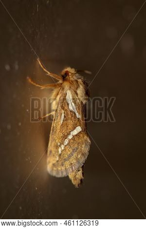 Close-up Of A Small Hop Rootworm. A Moth, Butterfly.