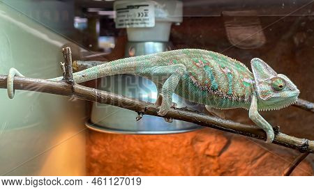 A Chile Camelion In The Terarium. Portrait Of A Camelion.