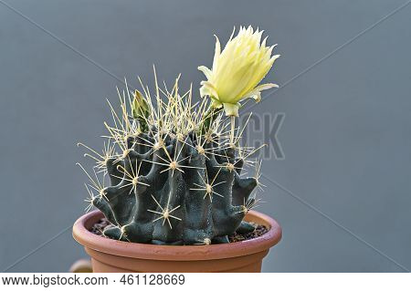 Closeup Cactus Echinocactus Grusonii With Yellow Flower On Grey Background. Greenery Home Garden
