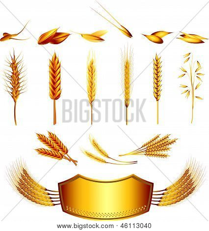 búza illusztráció készlet