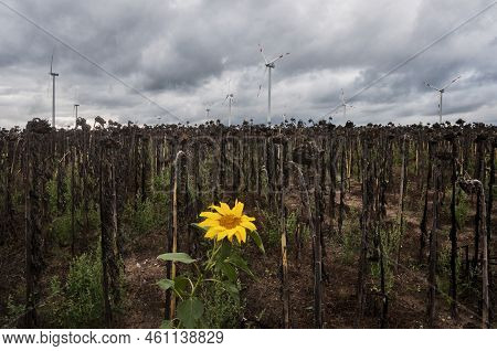 09-18-2022,germany;sunflowerfield,with Only One Flower Left In Bloom. Windturbines In The Back And D