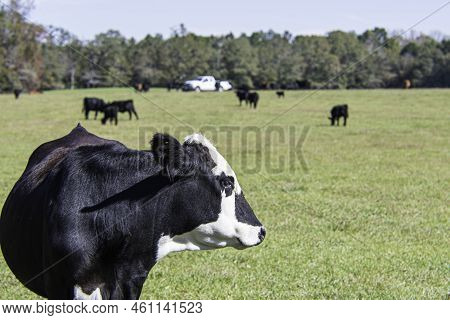 Black Baldy Crossbred Cow Looking Toward The Right With Negative Space With The Herd And A White Pic