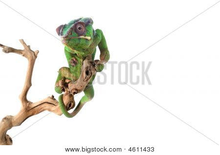 Furcifer pardalis