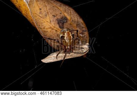Adult Female Comb Footed Platform Spider Of The Species Nihonhimea Tesselata
