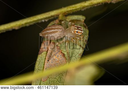 Small Male Jumping Spider