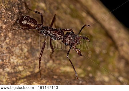 Adult Female Ectatommine Ant Of The Genus Ectatomma