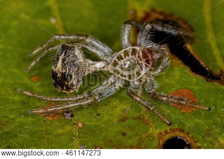 Jumping Spider Molt Of The Genus Frigga