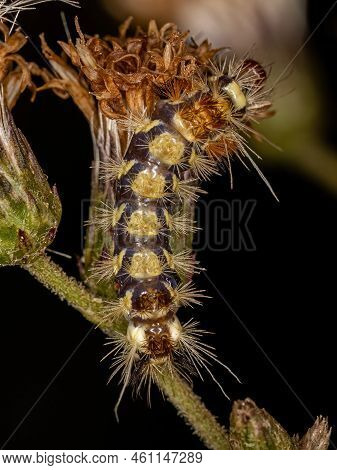Small Tiger Moth Caterpillar