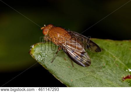Adult Lauxaniid Fly Of The Family Lauxaniidae