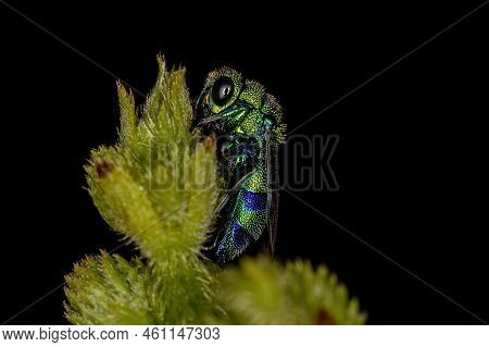 Adult Cuckoo Wasp