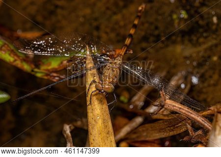 Adult Dragonfly Insect