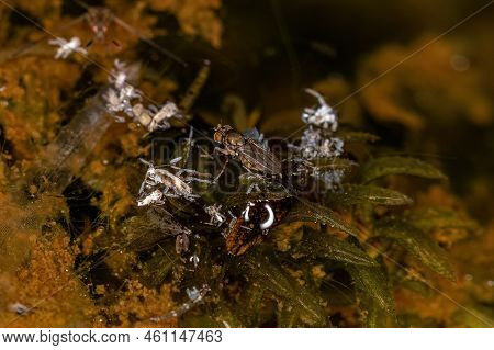 Adult Shore Fly Of The Family Ephydridae