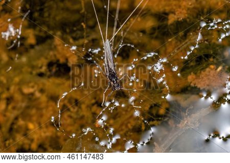 Small Adult Mayfly Of The Genus Traverhyphes