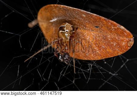 Adult Female Comb Footed Platform Spider Of The Species Nihonhimea Tesselata Preying On An Ant