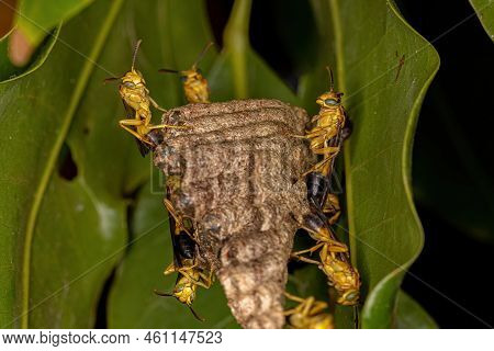 Adult Long-waisted Paper Wasps Of The Genus Mischocyttarus