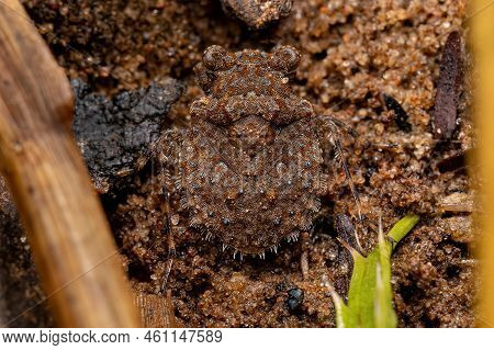 Adult Toad Bug Of The Genus Gelastocoris