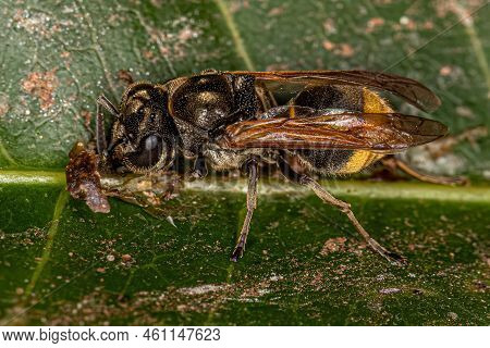 Adult Honey Wasp Of The Genus Brachygastra