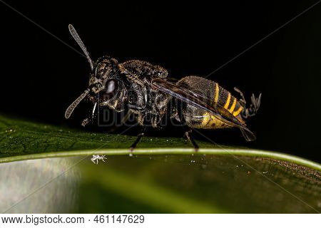 Adult Honey Wasp Of The Genus Brachygastra