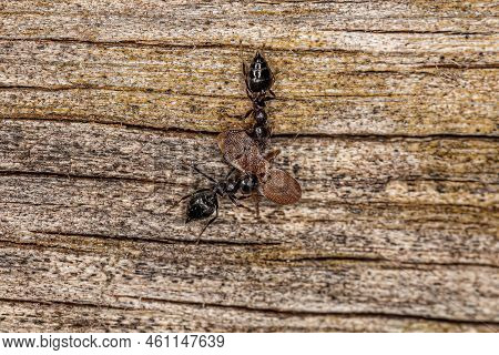 Adult Female Winged Cocktail Ants Of The Genus Crematogaster Attacking An Adult Turtle Ant Of The Ge