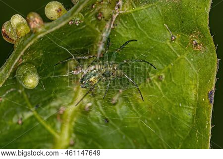 Male Adult Typical Orbweaverof The Genus Mangora