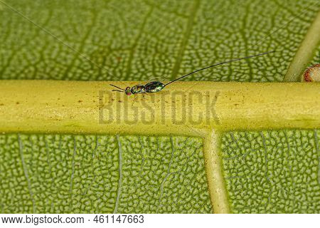 Adult Fig Wasp Of The Subfamily Sycophaginae