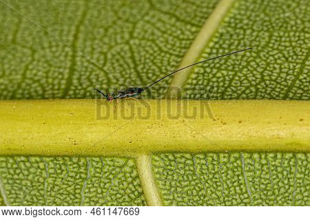 Adult Fig Wasp Of The Subfamily Sycophaginae