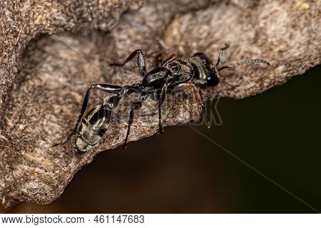 Adult Female Twig Ant Of The Genus Pseudomyrmex