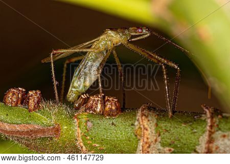 Adult Assassin Bug Of The Tribe Harpactorini In Oviposition Laying Eggs