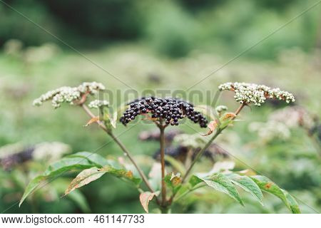 Clusters Fruit Black Elderberry In Garden. Sambucus . Common Names: Elder, Black Elder, European Eld