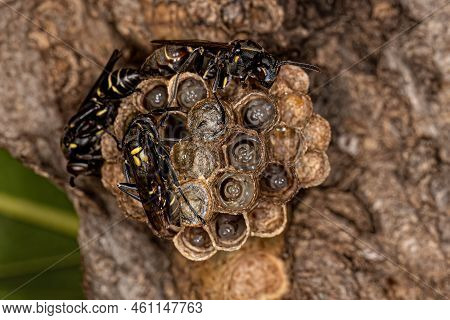 Adult Long-waisted Paper Wasp Of The Genus Mischocyttarus