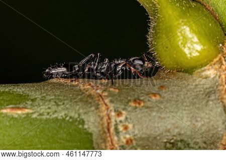 Adult Female Twig Ant Of The Genus Pseudomyrmex