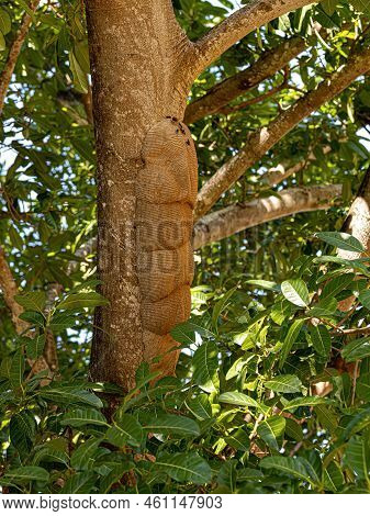 Warrior Wasp Nest Of The Genus Synoeca