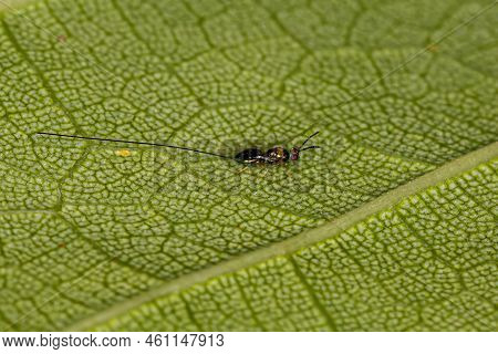 Adult Fig Wasp Of The Subfamily Sycophaginae