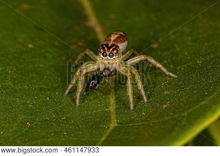 Small Jumping Spider Of The Genus Frigga Preying On A Wasp