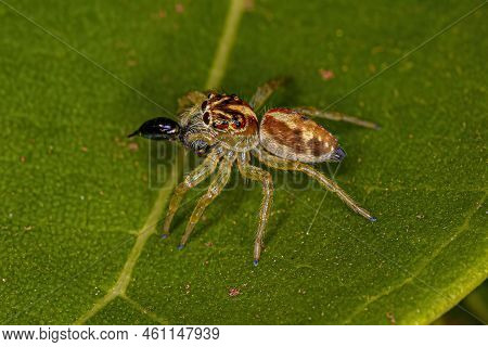 Small Jumping Spider Of The Genus Frigga Preying On A Wasp